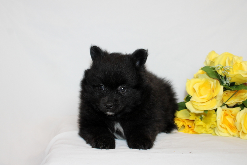 puppy, for, sale, Pomernain, Matthew B. Stoltzfus, dog, breeder, Gap, PA, dog-breeder, puppy-for-sale, forsale, nearby, find, puppyfind, locator, puppylocator, aca